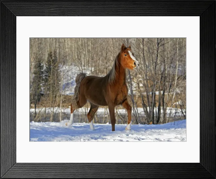 Framed Print : Picture No. 10870449 Framed Print : Picture No. 10870449