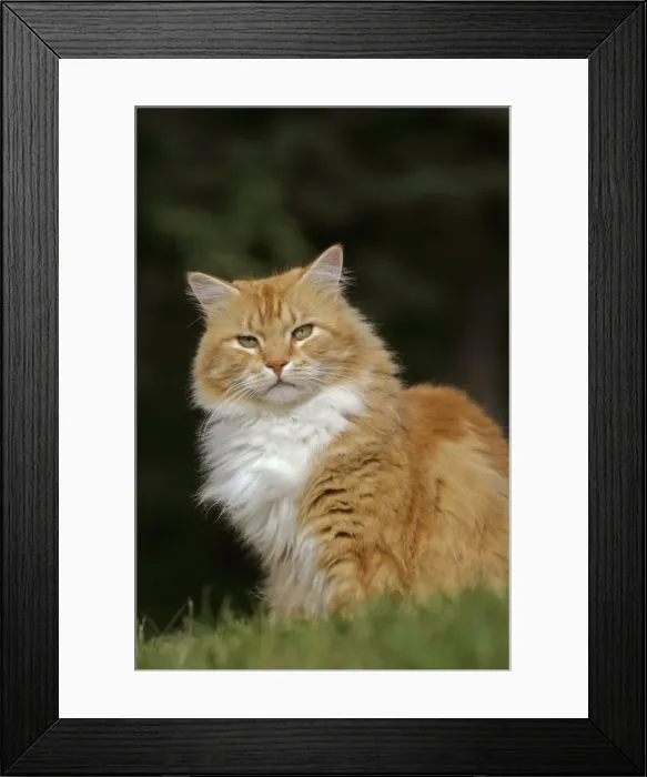 Framed Print : Picture No. 10870454 Framed Print : Picture No. 10870454