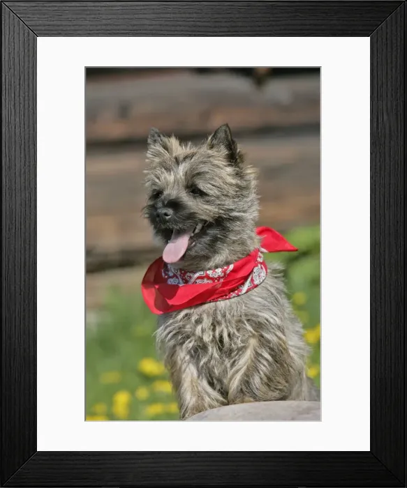 Framed Print : Picture No. 10870471 Framed Print : Picture No. 10870471