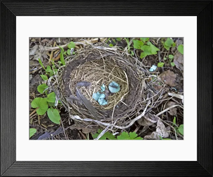 Framed Print : Picture No. 10870452 Framed Print : Picture No. 10870452