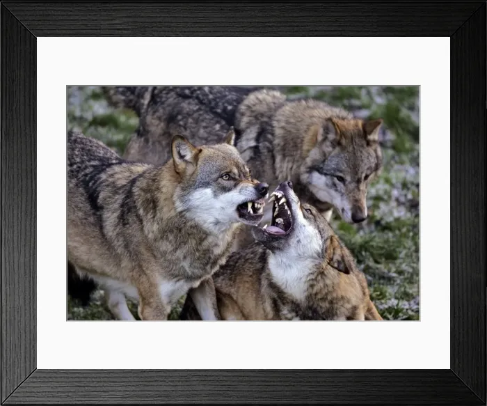 Framed Print : Picture No. 10870460 Framed Print : Picture No. 10870460