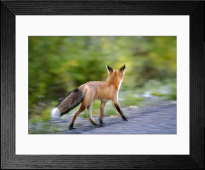 Framed Print : Picture No. 10870462 Framed Print : Picture No. 10870462