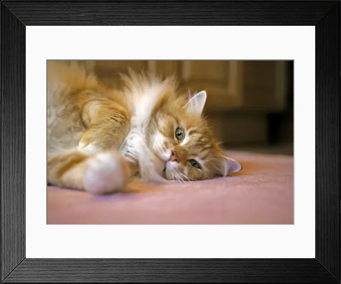 Framed Print : Picture No. 10870461 Framed Print : Picture No. 10870461