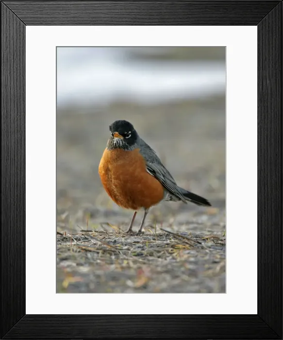 Framed Print : Picture No. 10870467 Framed Print : Picture No. 10870467