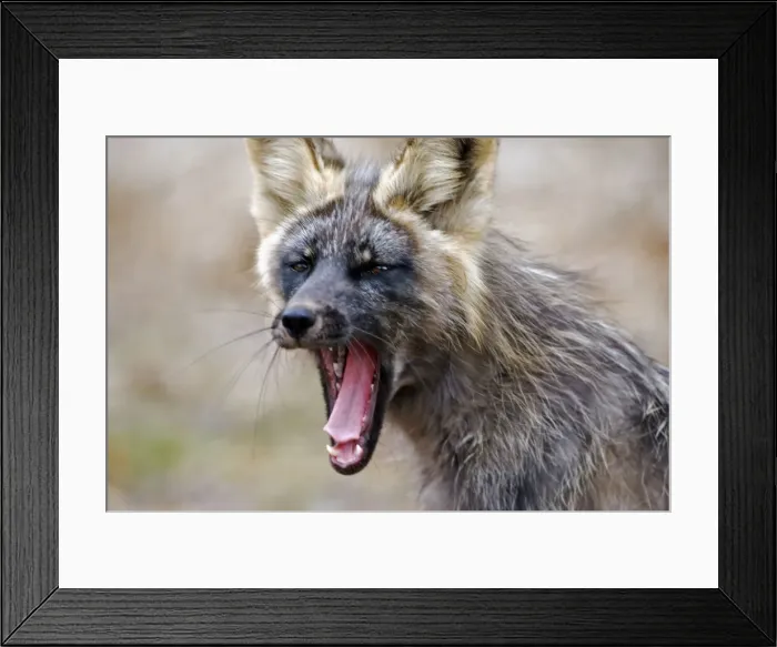 Framed Print : Picture No. 10870463 Framed Print : Picture No. 10870463