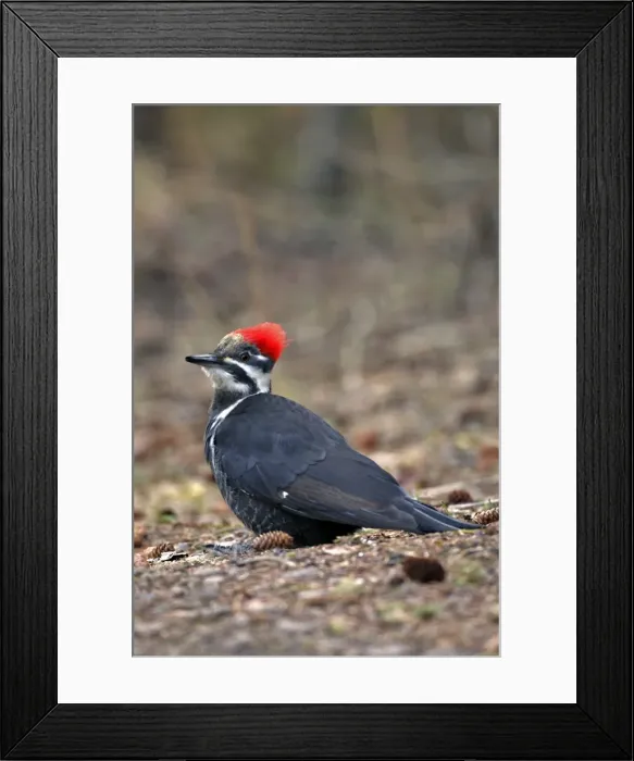 Framed Print : Picture No. 10870469 Framed Print : Picture No. 10870469