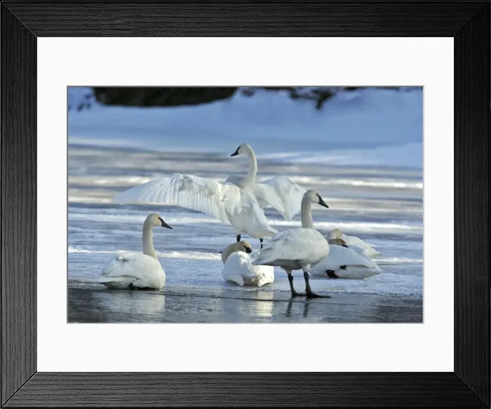 Framed Print : Picture No. 10870465 Framed Print : Picture No. 10870465