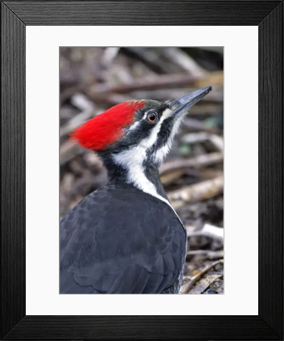 Framed Print : Picture No. 10870468 Framed Print : Picture No. 10870468