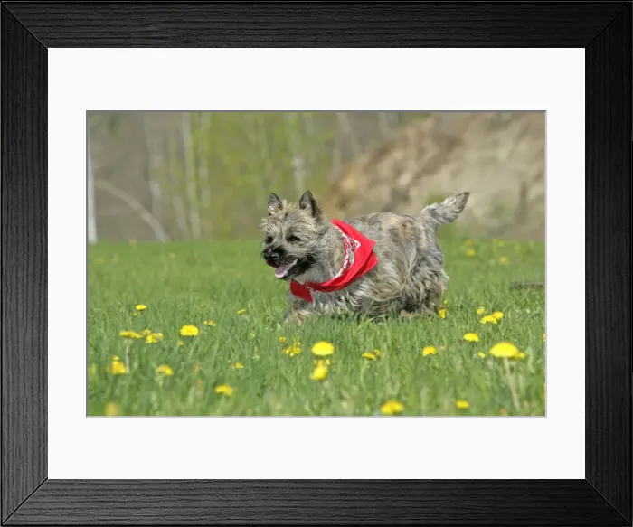 Framed Print : Picture No. 10870470 Framed Print : Picture No. 10870470