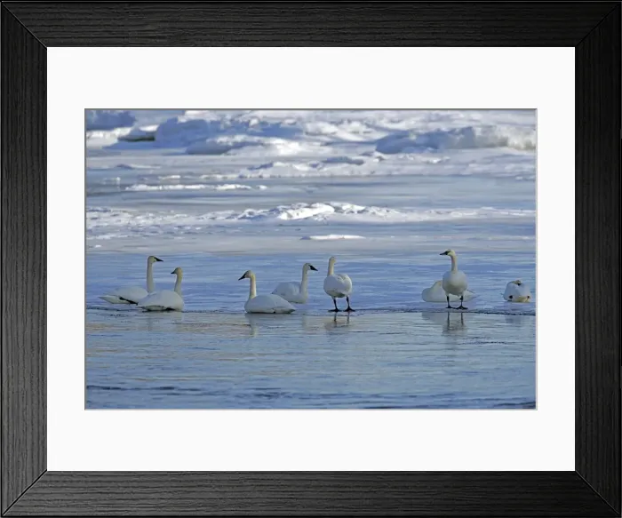 Framed Print : Picture No. 10870466 Framed Print : Picture No. 10870466