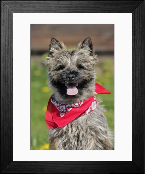 Framed Print : Picture No. 10870472 Framed Print : Picture No. 10870472