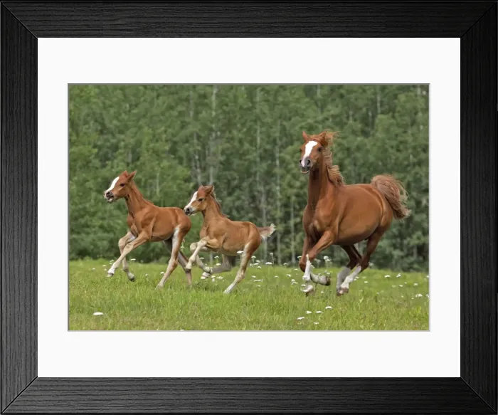 Framed Print : Picture No. 10870477 Framed Print : Picture No. 10870477