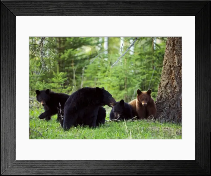 Framed Print : Picture No. 10870475 Framed Print : Picture No. 10870475