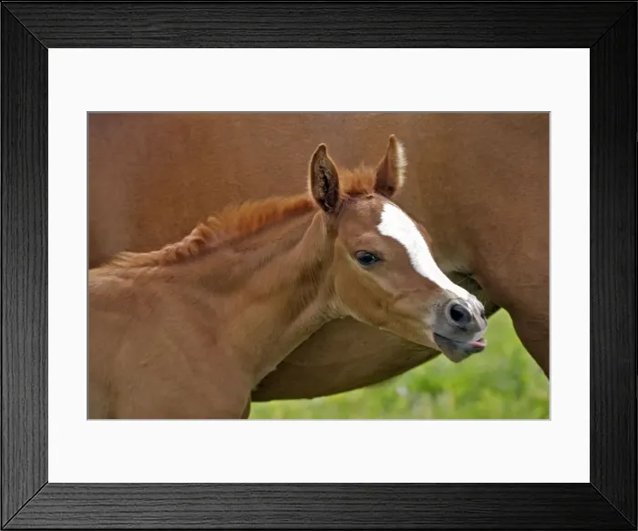 Framed Print : Picture No. 10870481 Framed Print : Picture No. 10870481