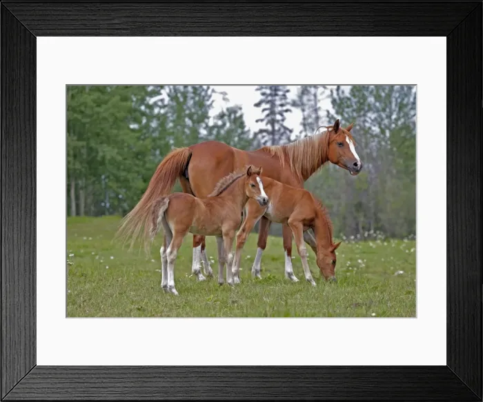 Framed Print : Picture No. 10870482 Framed Print : Picture No. 10870482