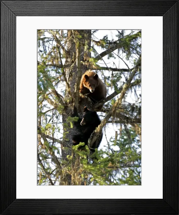 Framed Print : Picture No. 10870474 Framed Print : Picture No. 10870474
