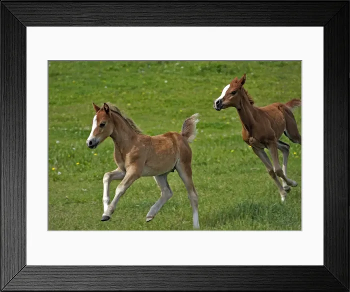 Framed Print : Picture No. 10870480 Framed Print : Picture No. 10870480
