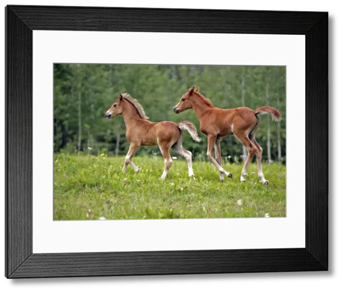 Framed Print : Picture No. 10870483 Framed Print : Picture No. 10870483
