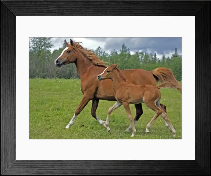 Framed Print : Picture No. 10870479 Framed Print : Picture No. 10870479