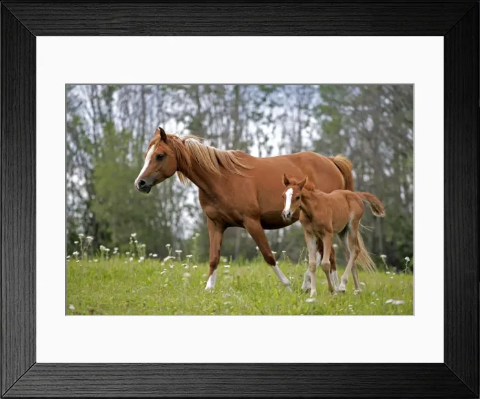 Framed Print : Picture No. 10870484 Framed Print : Picture No. 10870484