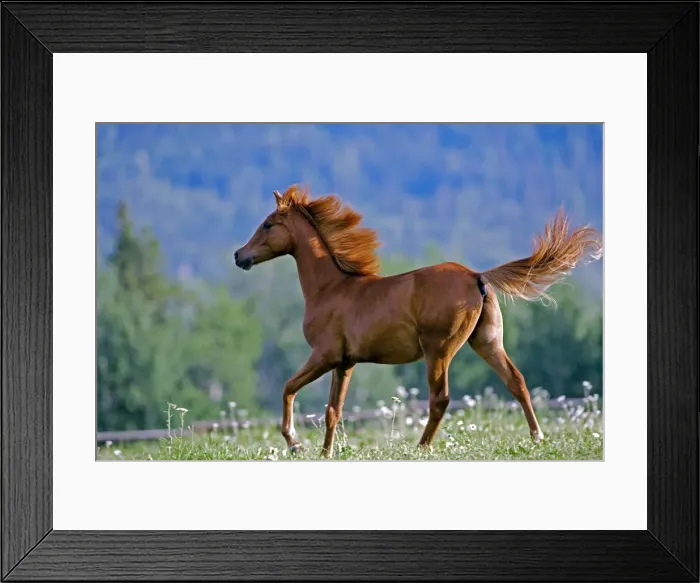 Framed Print : Picture No. 10870487 Framed Print : Picture No. 10870487