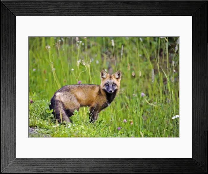 Framed Print : Picture No. 10870490 Framed Print : Picture No. 10870490