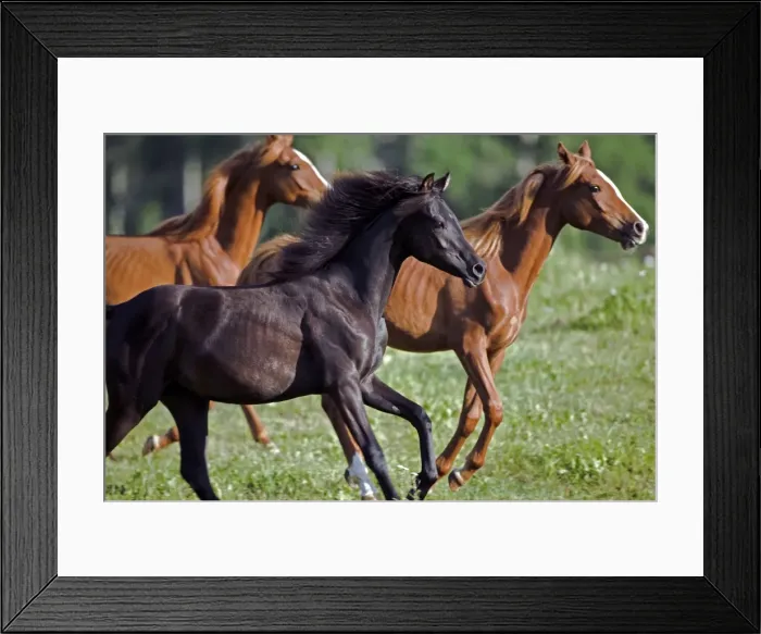 Framed Print : Picture No. 10870488 Framed Print : Picture No. 10870488