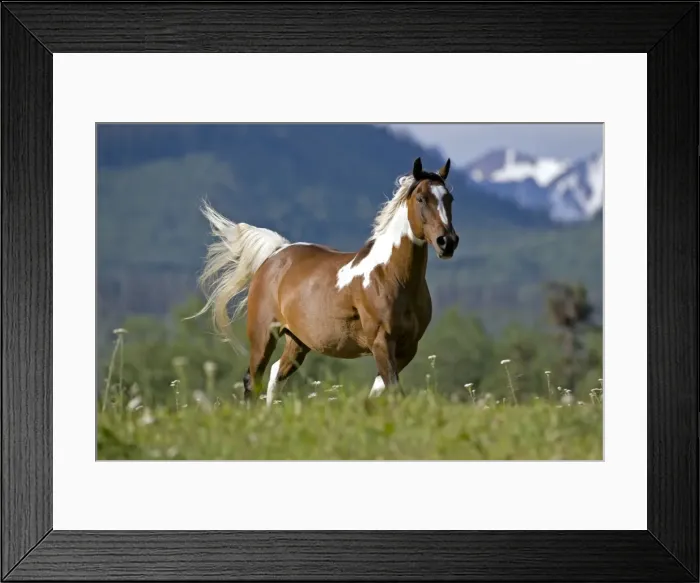Framed Print : Picture No. 10870489 Framed Print : Picture No. 10870489