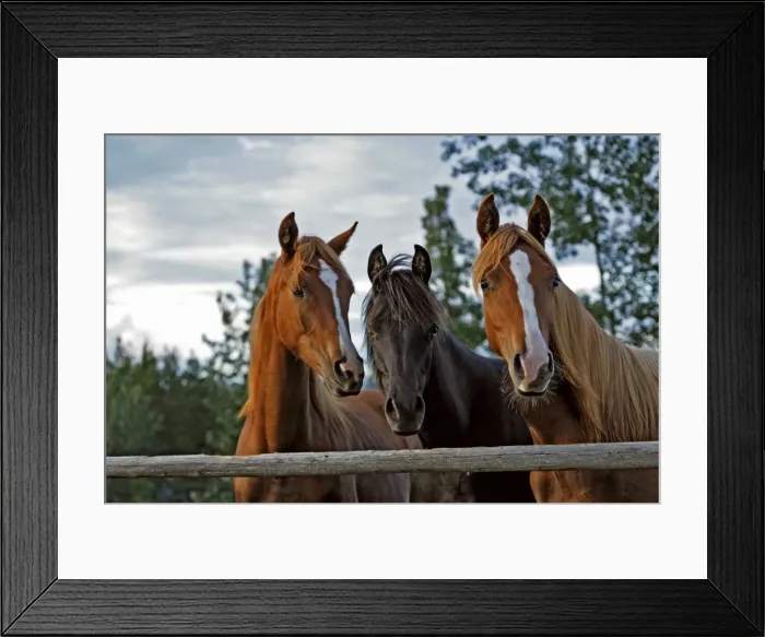 Framed Print : Picture No. 10870485