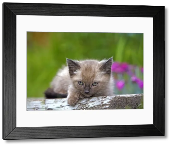 Framed Print : Picture No. 10870491