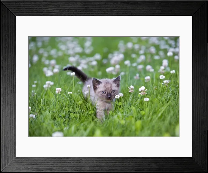 Framed Print : Picture No. 10870494 Framed Print : Picture No. 10870494