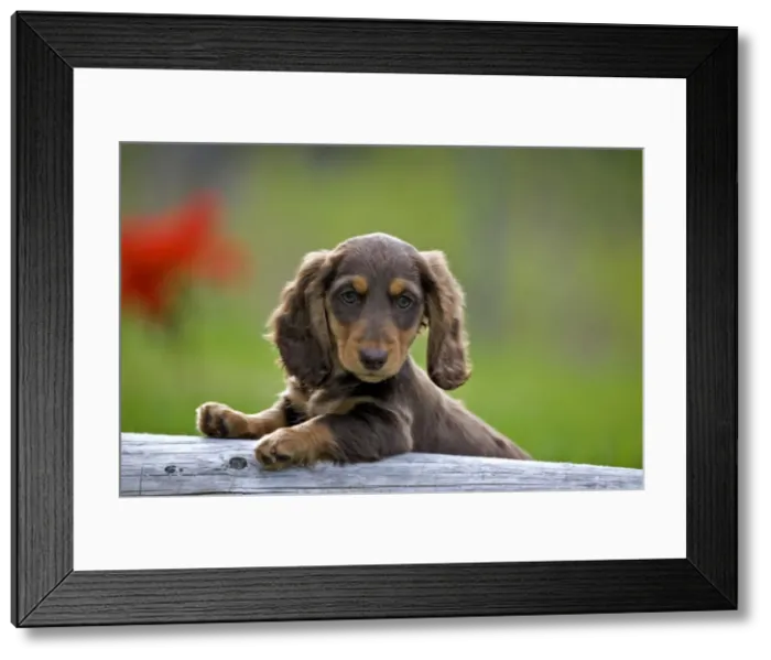 Framed Print : Picture No. 10870496 Framed Print : Picture No. 10870496