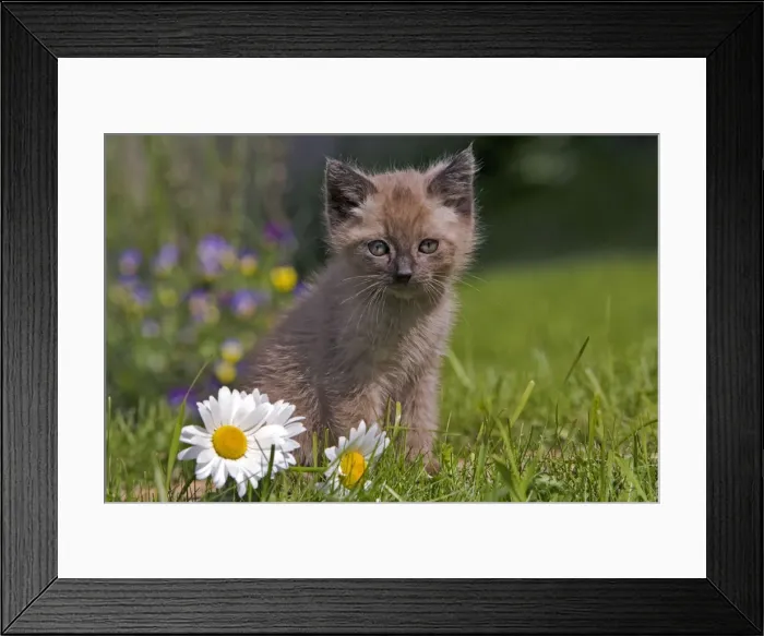 Framed Print : Picture No. 10870492 Framed Print : Picture No. 10870492