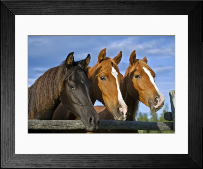 Framed Print : Picture No. 10870486 Framed Print : Picture No. 10870486
