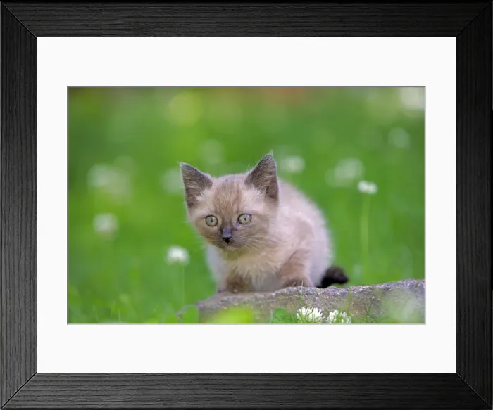 Framed Print : Picture No. 10870500