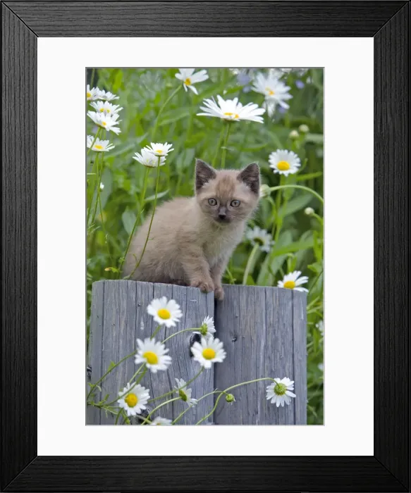 Framed Print : Picture No. 10870497 Framed Print : Picture No. 10870497