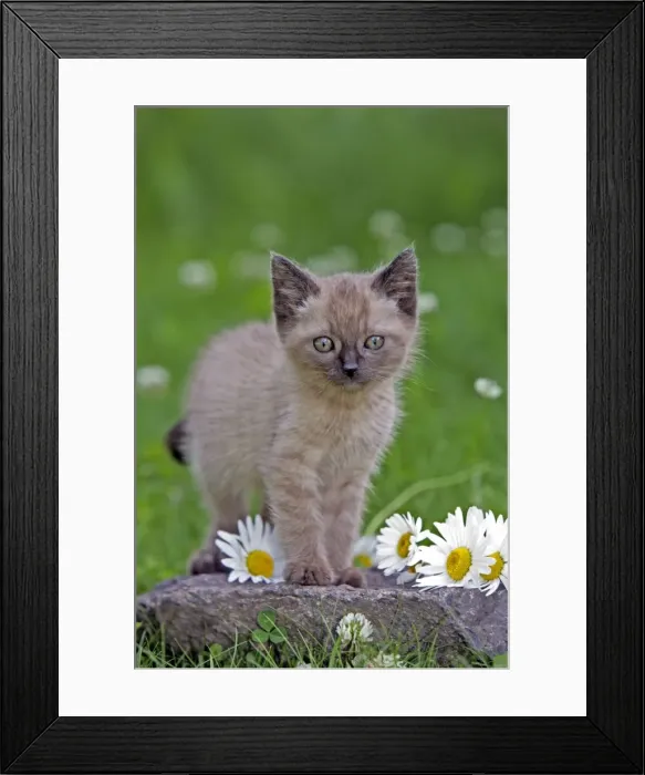Framed Print : Picture No. 10870501 Framed Print : Picture No. 10870501