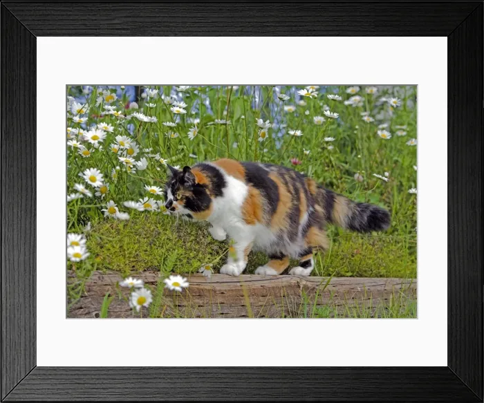 Framed Print : Picture No. 10870498 Framed Print : Picture No. 10870498