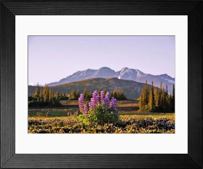 Framed Print : Picture No. 10870505 Framed Print : Picture No. 10870505
