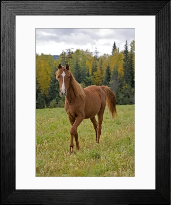 Framed Print : Picture No. 10870507 Framed Print : Picture No. 10870507