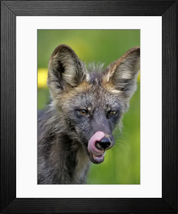 Framed Print : Picture No. 10870506 Framed Print : Picture No. 10870506