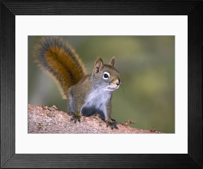 Framed Print : Picture No. 10870509 Framed Print : Picture No. 10870509