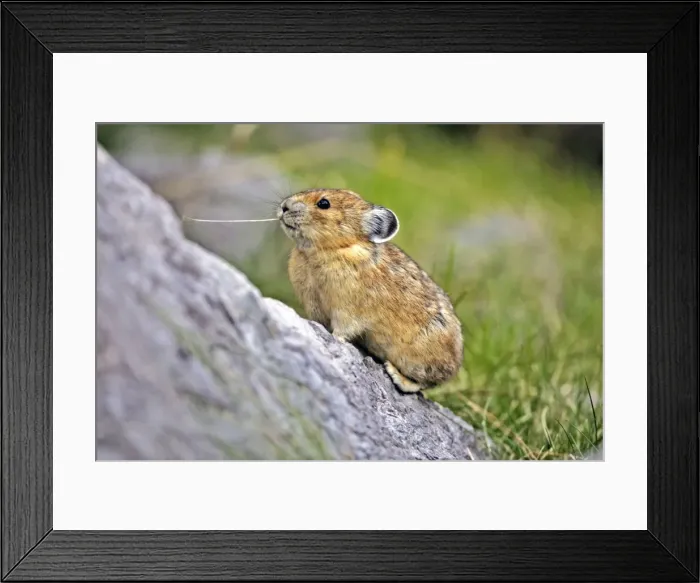 Framed Print : Picture No. 10870510 Framed Print : Picture No. 10870510