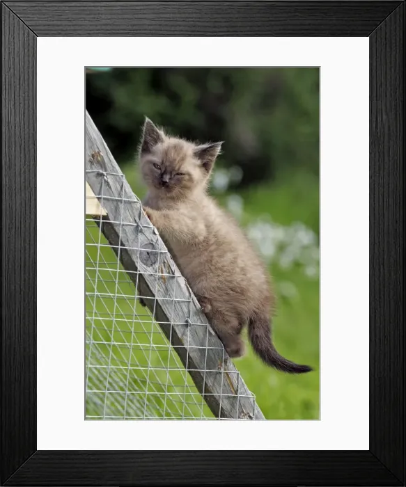 Framed Print : Picture No. 10870504 Framed Print : Picture No. 10870504