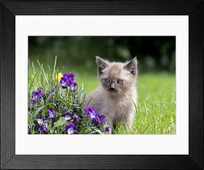 Framed Print : Picture No. 10870503 Framed Print : Picture No. 10870503