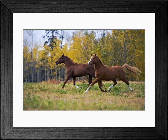 Framed Print : Picture No. 10870508 Framed Print : Picture No. 10870508