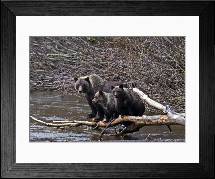Framed Print : Picture No. 10870515 Framed Print : Picture No. 10870515