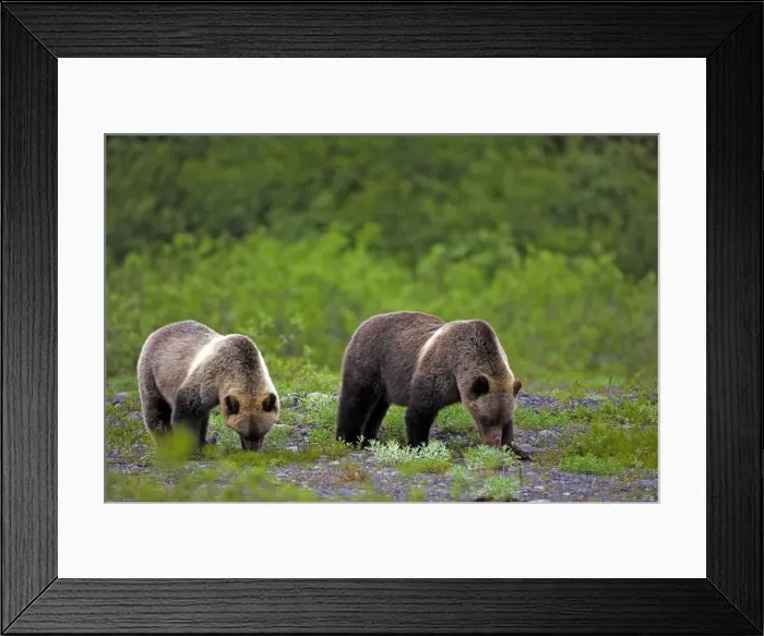 Framed Print : Picture No. 10870512 Framed Print : Picture No. 10870512
