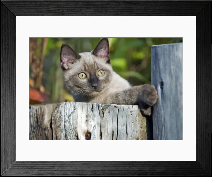 Framed Print : Picture No. 10870518 Framed Print : Picture No. 10870518