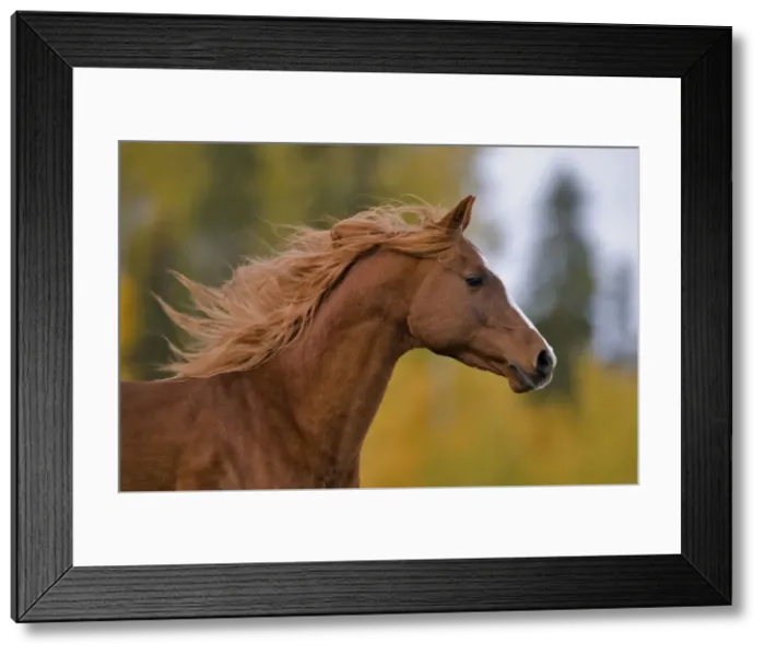 Framed Print : Picture No. 10870514 Framed Print : Picture No. 10870514